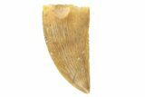 Serrated, Raptor Tooth - Real Dinosaur Tooth #251817-1